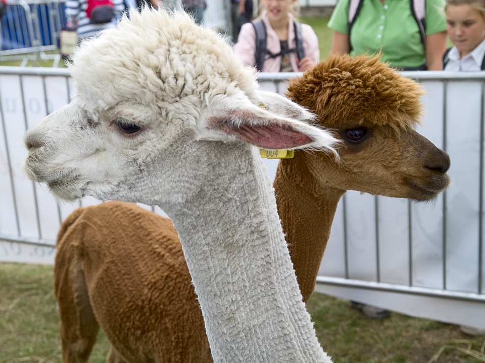 Alpacas, Great Yorkshire Show, 2010
