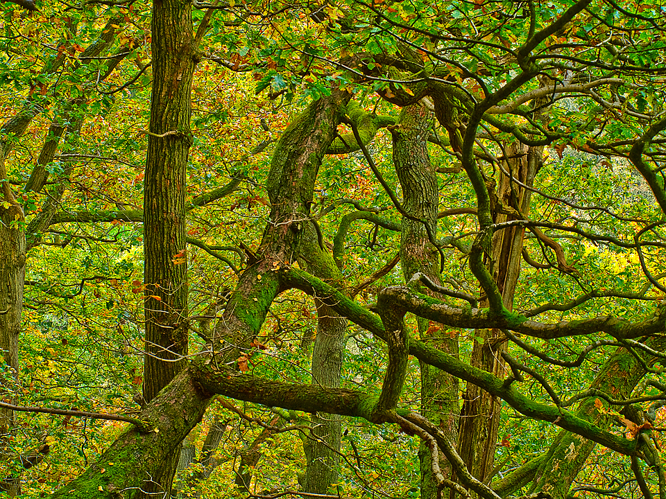 Strid Wood