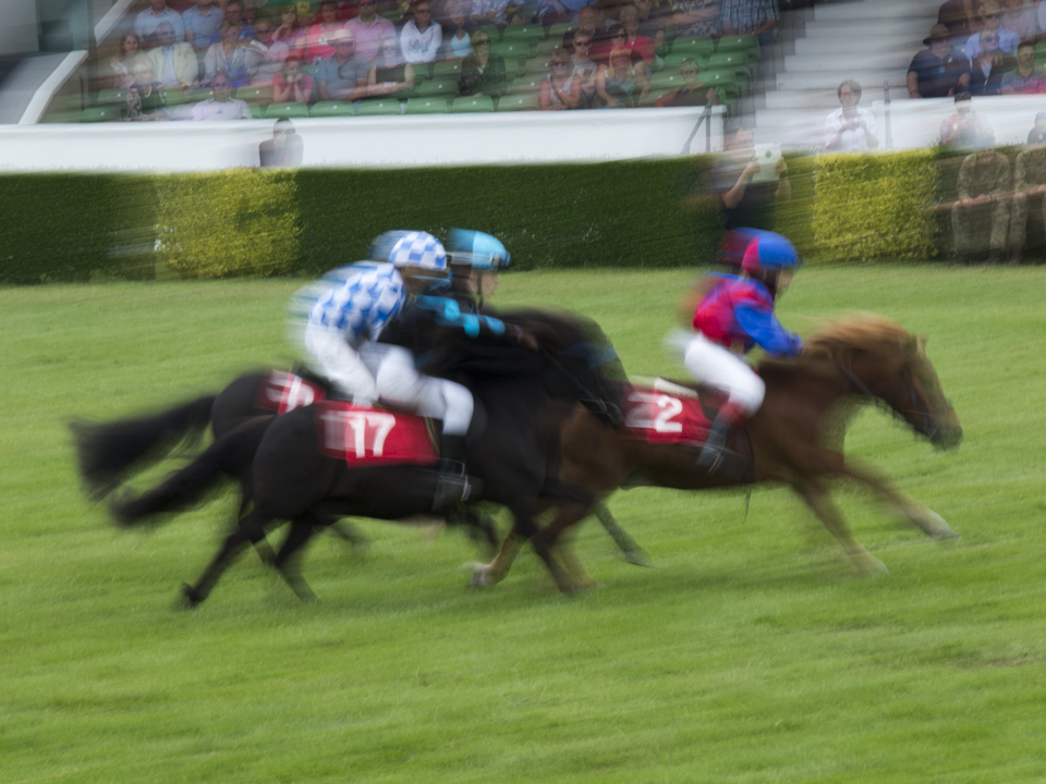 Shetland pony Grand National, Great Yorkshire Show, 2015