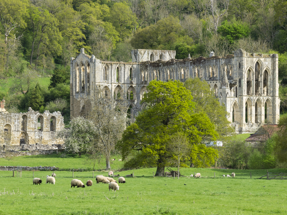 Rievaulx Abbey
