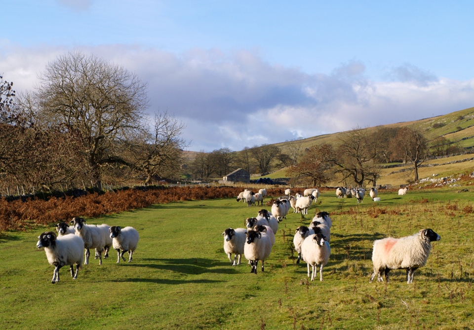 Sheep at Yockenthwaite