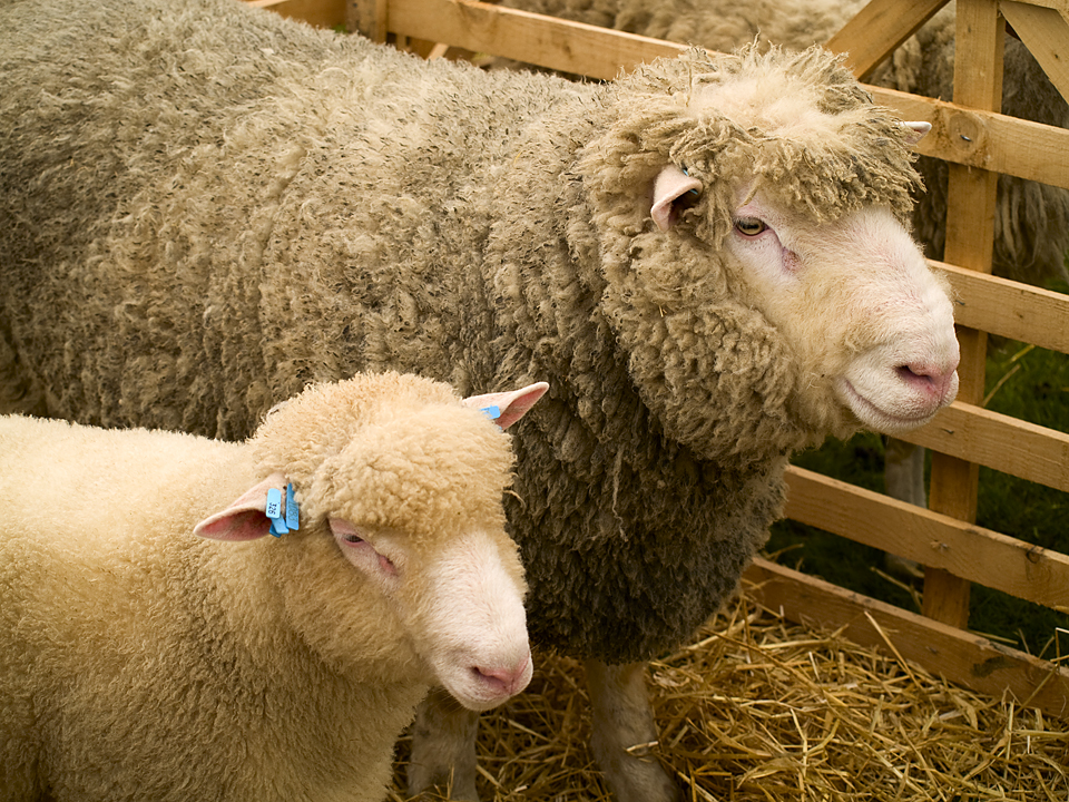 Show sheep