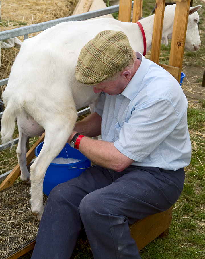 Milking the goat at the Great Yorkshire Showm 2010