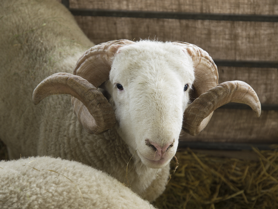 Great Yorkshire Show, 2015