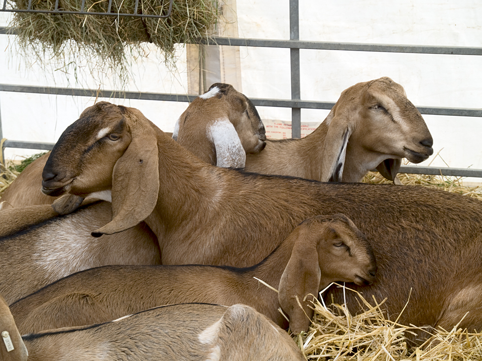 Goats at the Great Yorkshire Show, 2010