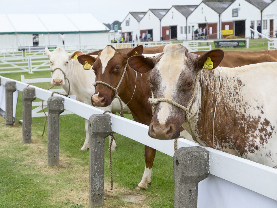 Cattle, Great Yorkshire Show