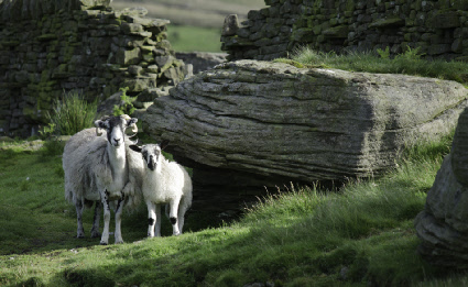Sheep on Edge Top