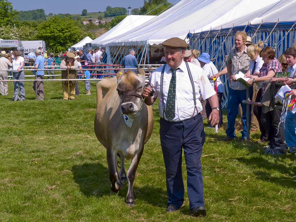 Cattle judging, Otley show 2010