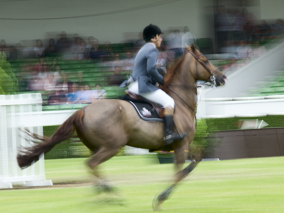 Horse and rider, Great Yorkshire Show