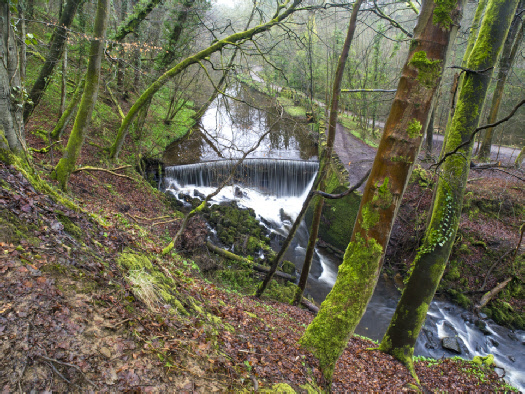 Skipton Castle Woods