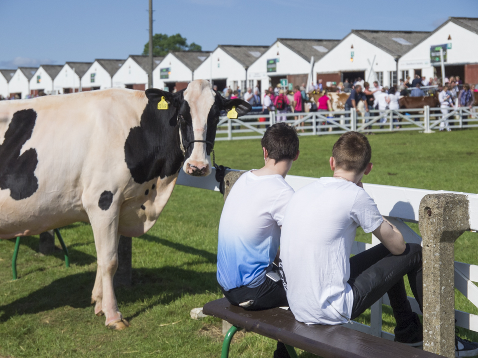 Great Yorkshire Show, 2015