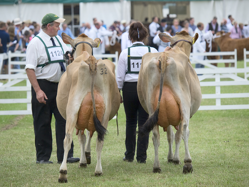 Jersey Cows