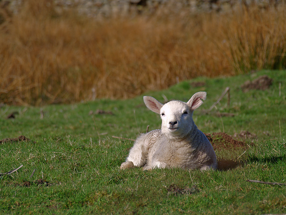 Lamb at Outershaw side