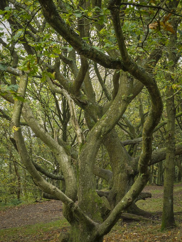 Trees, Otley Chevin