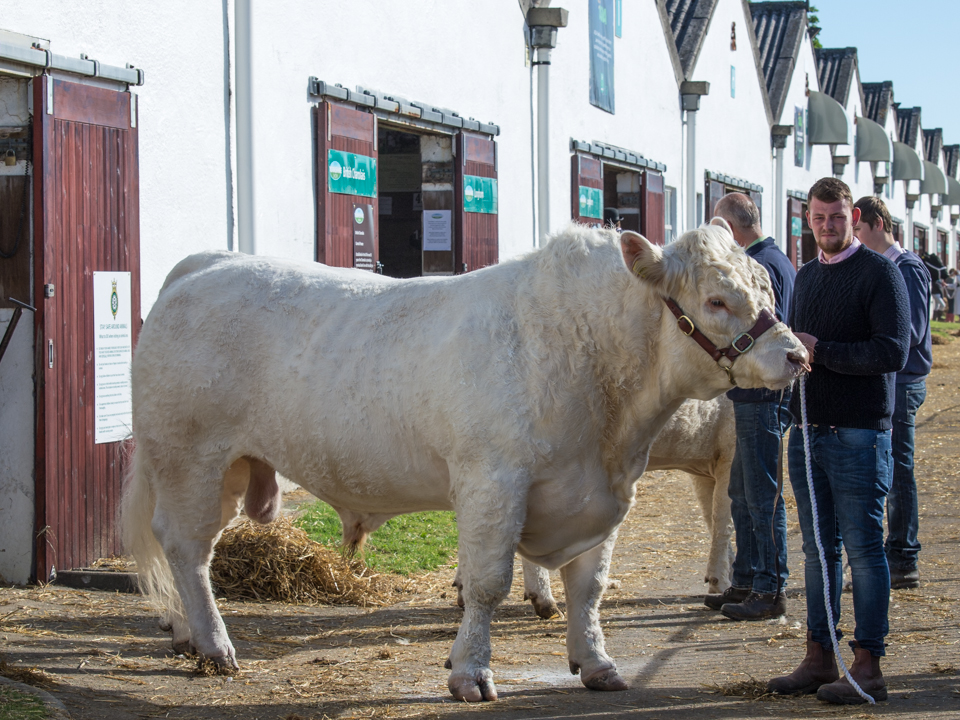 Great Yorkshire Show, 2016