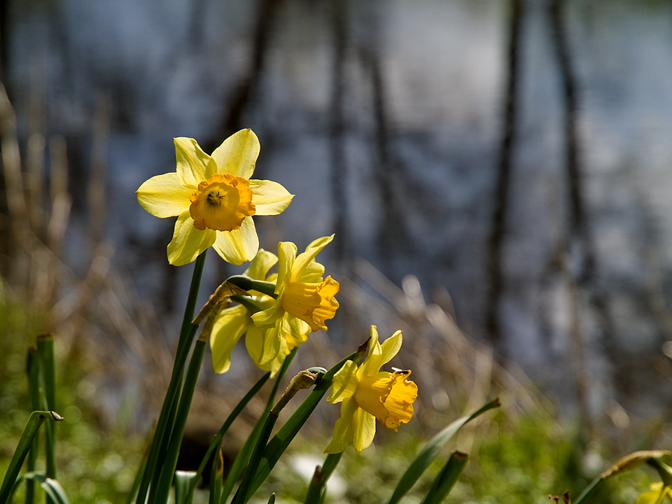 Riverside daffodils at Netherby, Wharfedale, Yorkshire