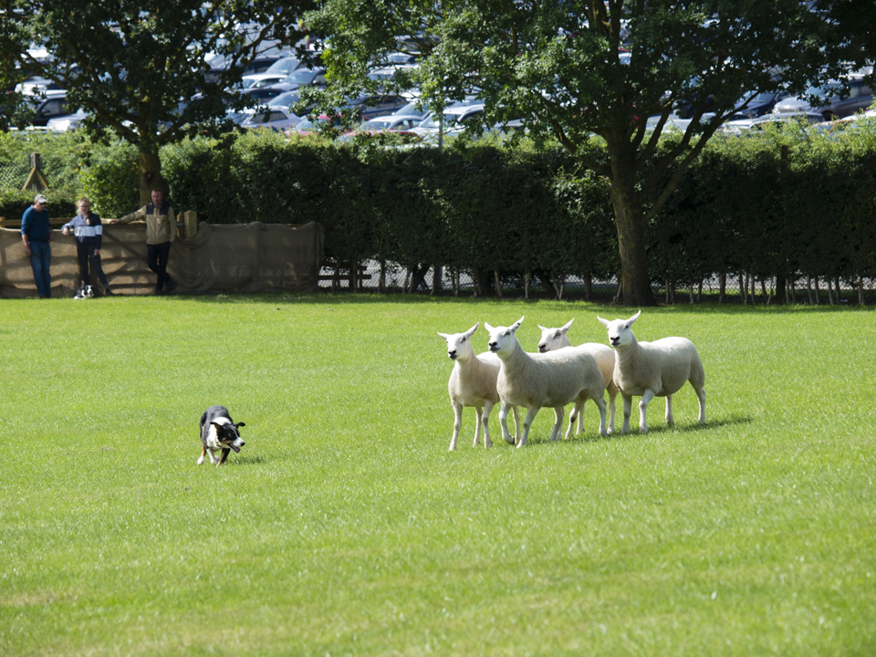 The Great Yorkshire Show, 2023
