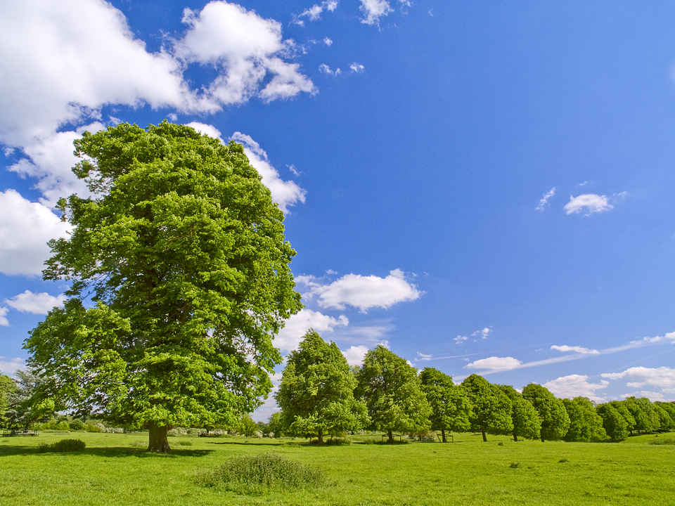 Parkland at Newton Kyme