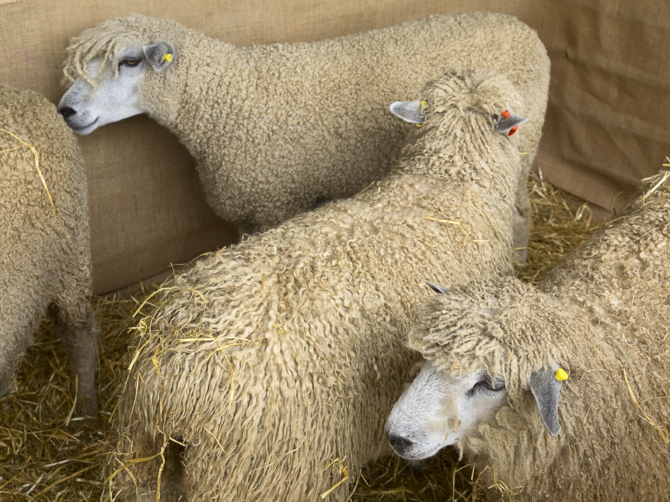 Sheep, Great Yorkshire Show