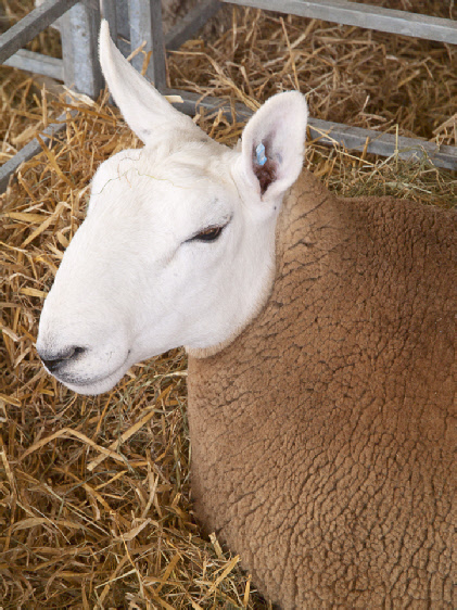 Great Yorkshire Show, 2011
