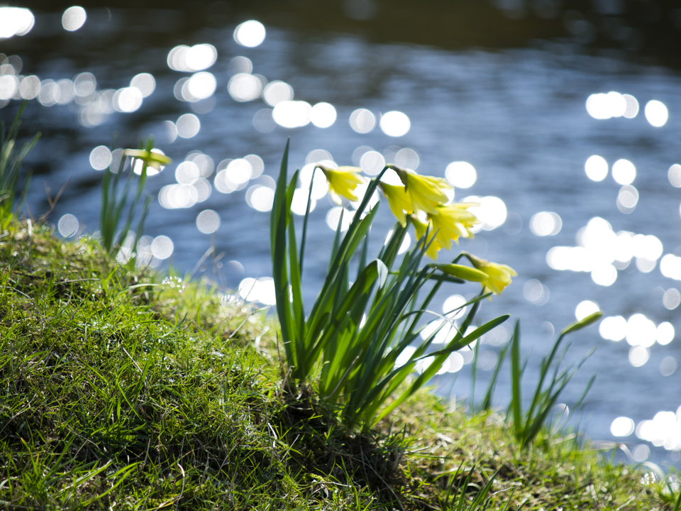 Farndale daffodils
