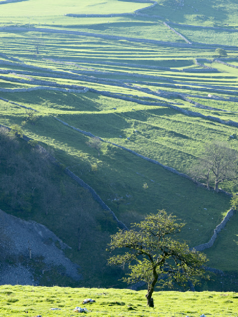 Lynchets at Malham
