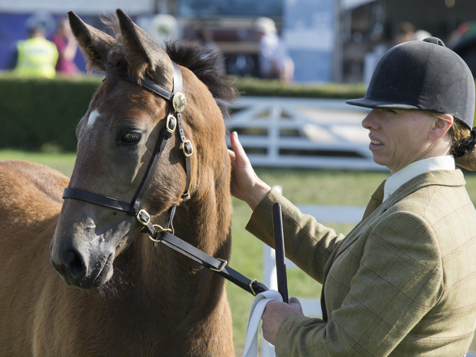 Great Yorkshire Show, 2015